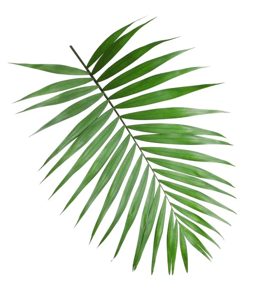 Howea tropical hojas de palmera aisladas en blanco — Foto de Stock