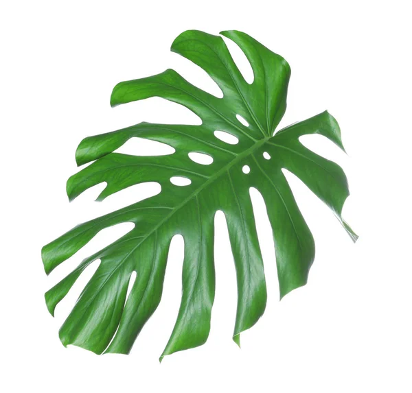 Hoja tropical de monstera aislada en blanco — Foto de Stock