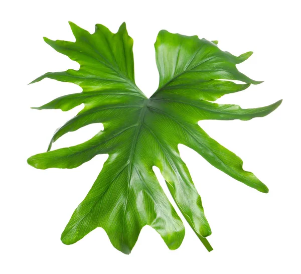 Tropical philodendron leaf isolated on white — Stock Photo, Image