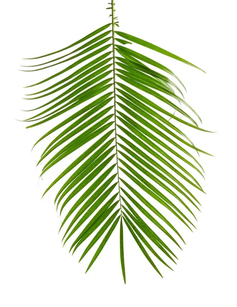 Belle feuille de palmier Sago tropicale sur fond blanc — Photo