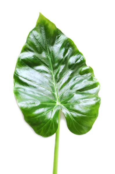 Bela folha de planta tropical Taro no fundo branco — Fotografia de Stock