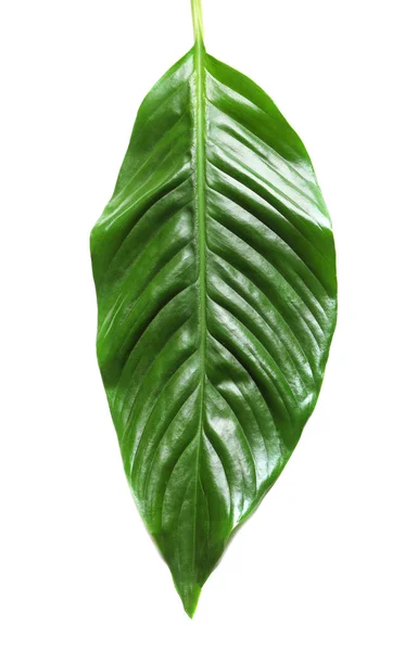 Schöne tropische Spathiphyllum Blatt auf weißem Hintergrund — Stockfoto