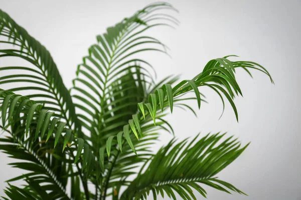 Palmera tropical con hojas verdes sobre fondo claro —  Fotos de Stock