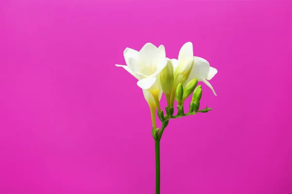 Hermosa flor de freesia sobre fondo de color — Foto de Stock