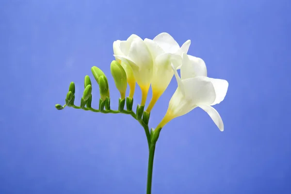 Красивый цветок фрезии на цветном фоне — стоковое фото