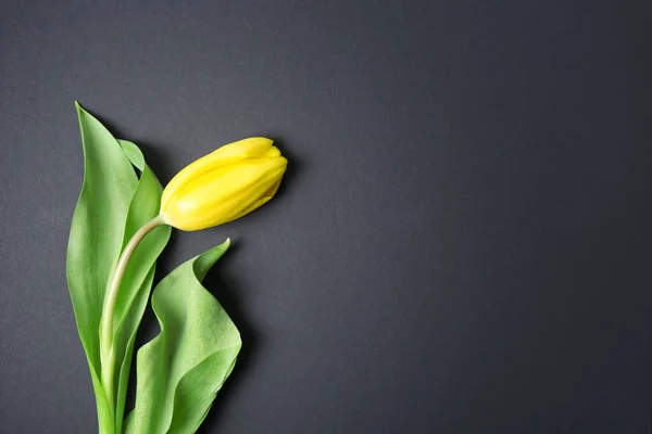 Желтый тюльпан на темном фоне — стоковое фото