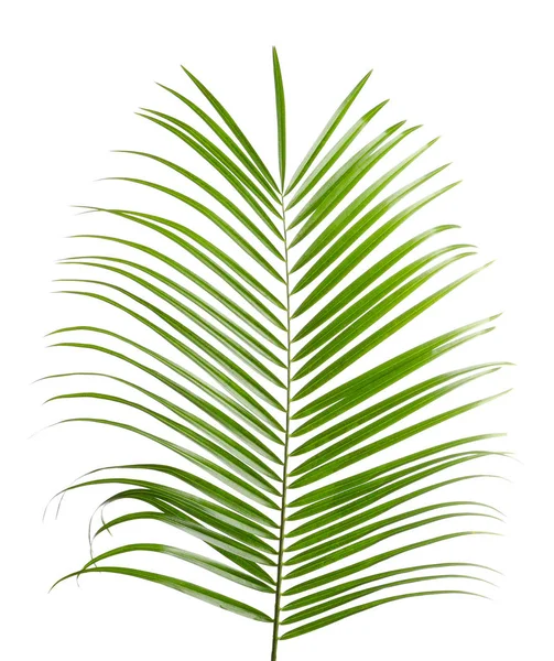 Bella foglia di palma tropicale Sago su sfondo bianco — Foto Stock