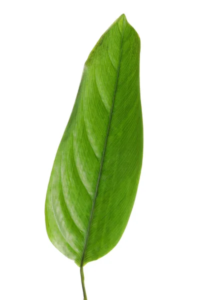 Beautiful Variegated Ginger leaf on white background — Stock Photo, Image