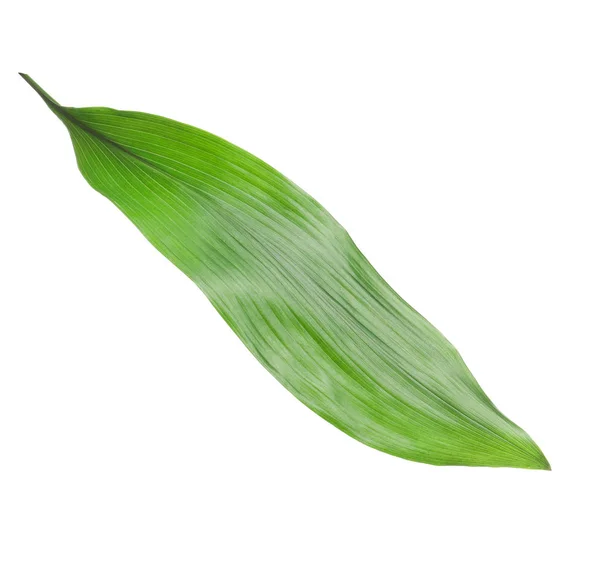 Schöne tropische Aspidistra Blatt auf weißem Hintergrund — Stockfoto