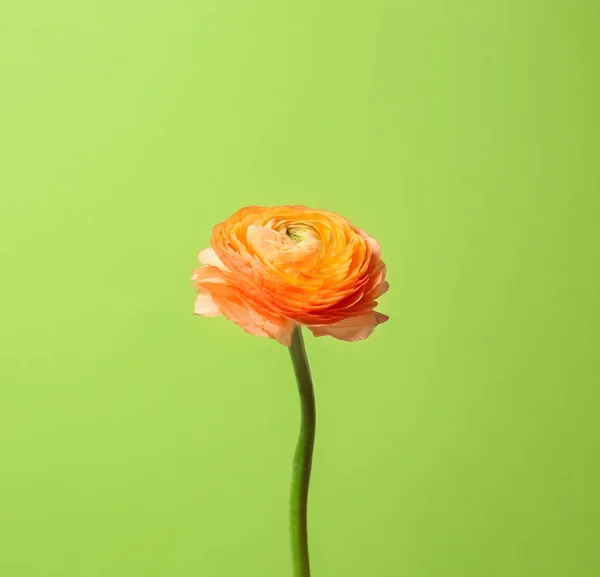 Mooie ranunculus bloem op kleur achtergrond — Stockfoto