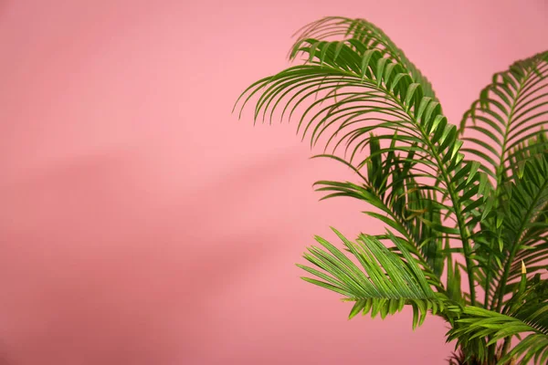 Тропічна пальма з зеленим листям на кольоровому фоні — стокове фото