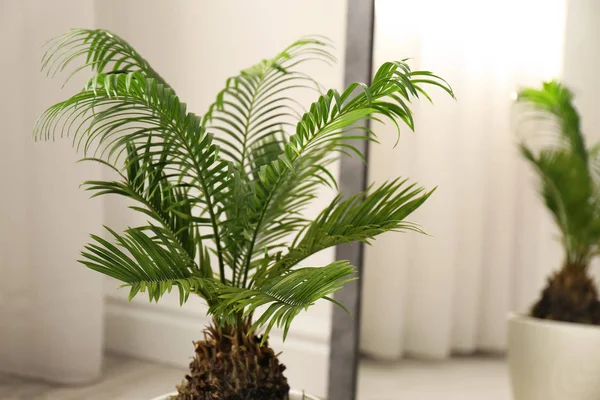 Tumbuhan tropis dengan daun hijau dekat cermin di dalam ruangan — Stok Foto