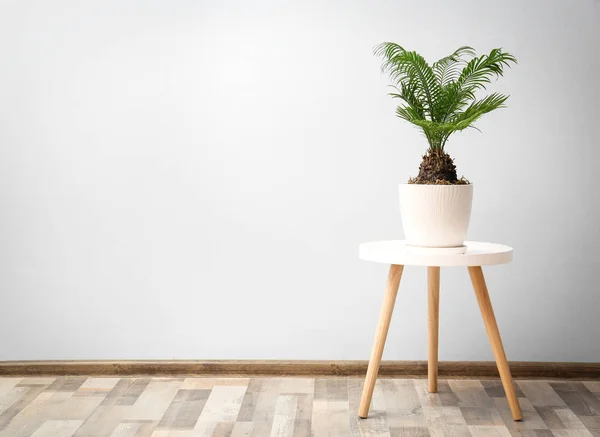 Flowerpot with tropical palm tree on table against light wall indoors