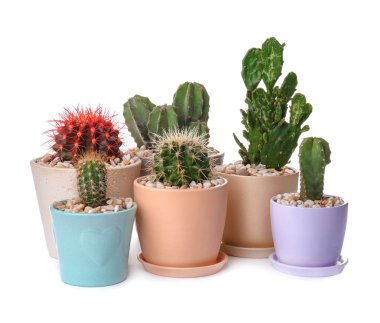 Beyaz arka plan üzerinde güzel kaktüsler