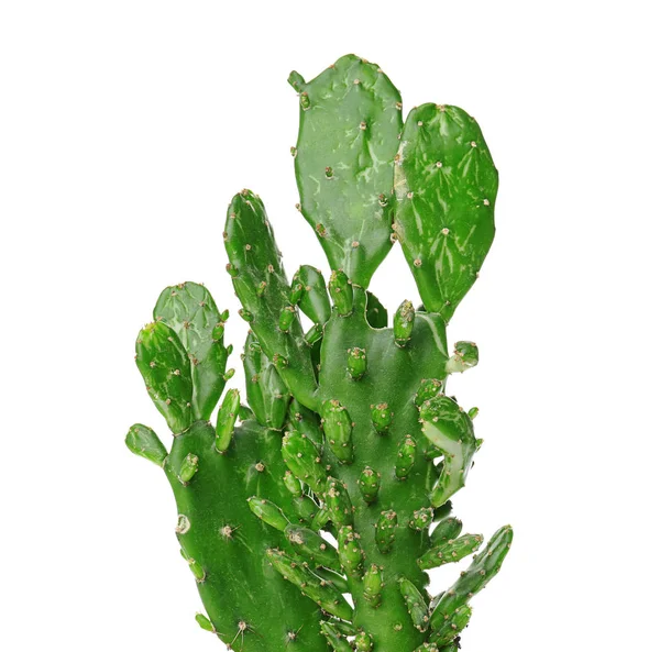 Hermoso cactus sobre fondo blanco — Foto de Stock