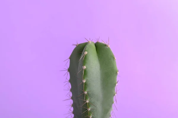 Beau cactus sur fond de couleur — Photo