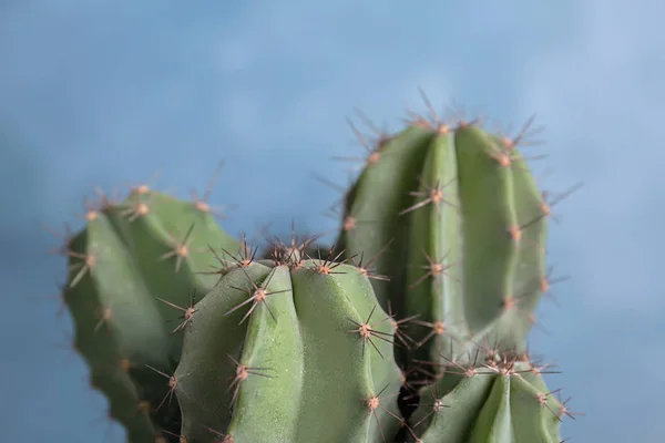 Hermoso cactus sobre fondo de color —  Fotos de Stock