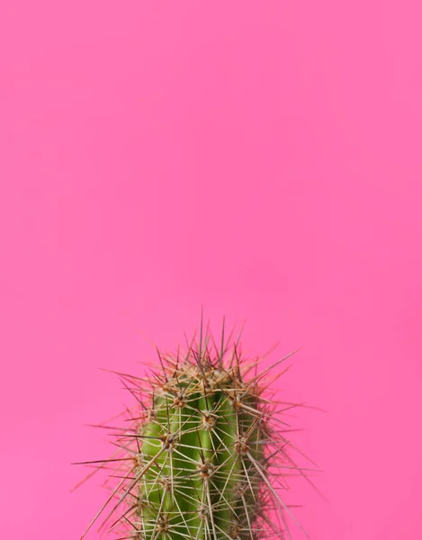 Bellissimo cactus su sfondo a colori — Foto Stock