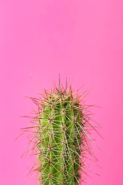 Hermoso cactus sobre fondo de color — Foto de Stock