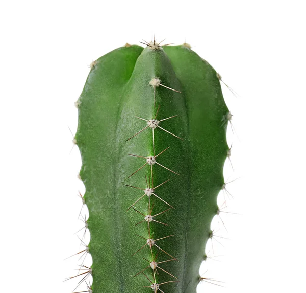 Beautiful cactus on white background Royalty Free Stock Images