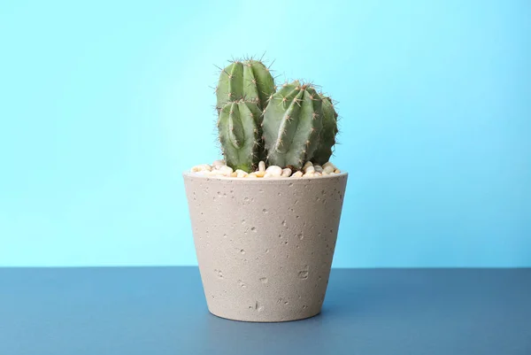Krásný kaktus na stole barvu pozadí — Stock fotografie