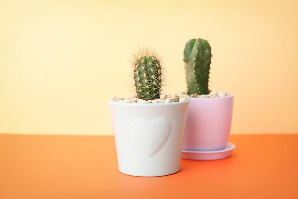 Krásný kaktusy v tabulce barev pozadí — Stock fotografie