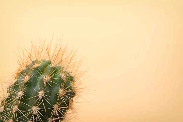 A háttér színe gyönyörű kaktusz — Stock Fotó