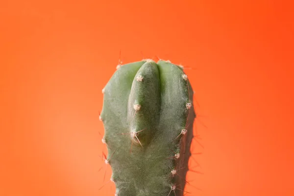 Beau cactus sur fond de couleur — Photo