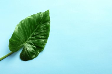 Güzel tropikal Taro bitki yaprağı renk arka plan, üstten görünüm