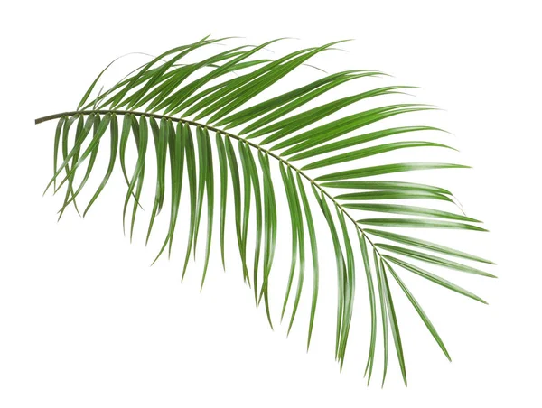 Hojas de palmera de sagú tropical aisladas en blanco — Foto de Stock