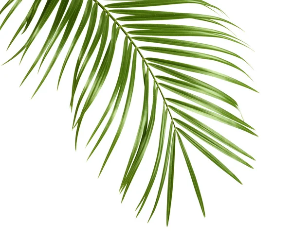 Hojas de palmera de sagú tropical aisladas en blanco — Foto de Stock