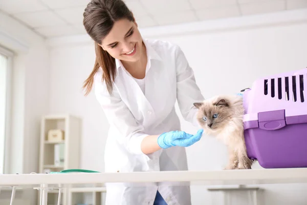 Giovane veterinario con gatto in clinica — Foto Stock