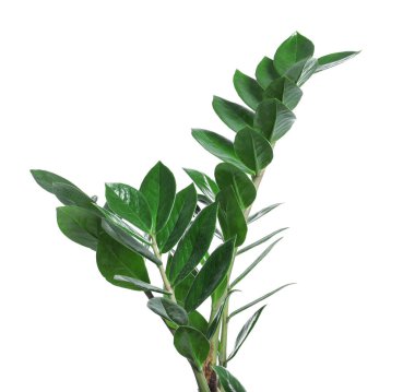 Beyaz izole tropikal Zamioculcas yaprakları