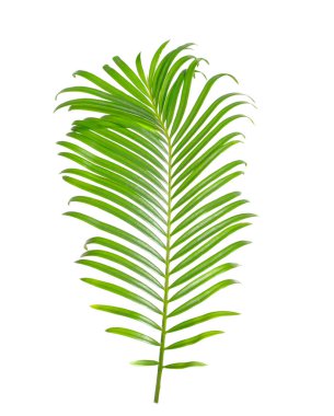 Beyaz izole tropikal sago palmiye ağacı yaprak