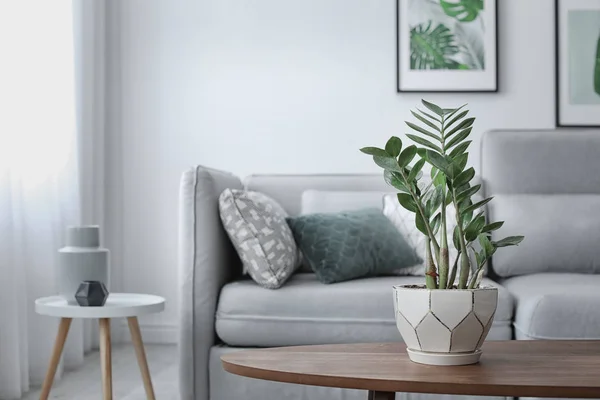 Table with plant in elegant living room interior — Stock Photo, Image