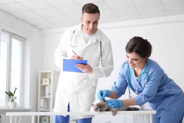 Unga veterinärer att undersöka katten i kliniken — Stockfoto