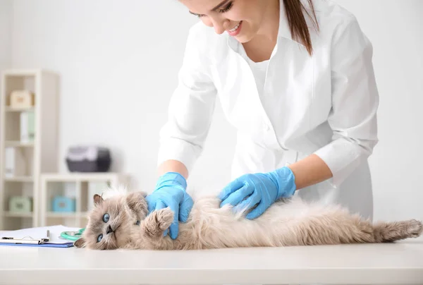 Giovane veterinario esaminando gatto in clinica — Foto Stock