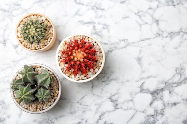 Mermer zemin, üstten görünüm üzerinde güzel kaktüsler