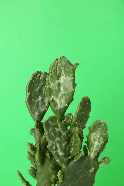 Mooie cactus op kleur achtergrond — Stockfoto