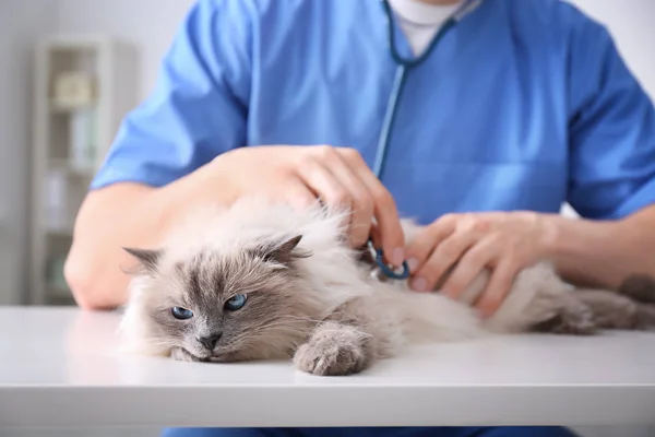 Jonge dierenarts onderzoek kat op tafel in kliniek — Stockfoto