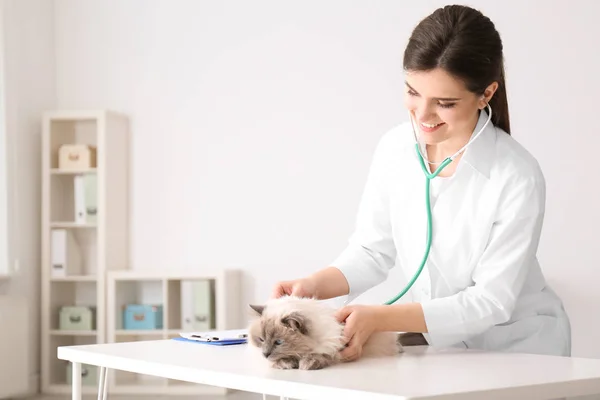 Giovane veterinario esaminando gatto in clinica — Foto Stock