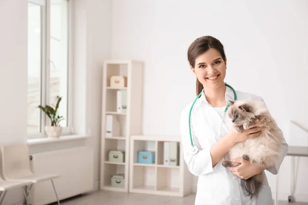 Joven veterinario sosteniendo gato en clínica — Foto de Stock