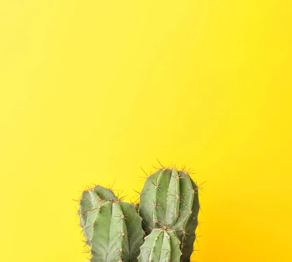 Beau cactus sur fond de couleur — Photo