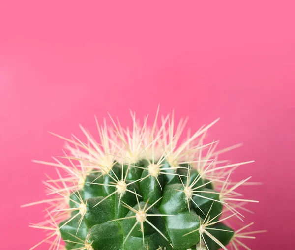 Vackra kaktus på färgbakgrund — Stockfoto