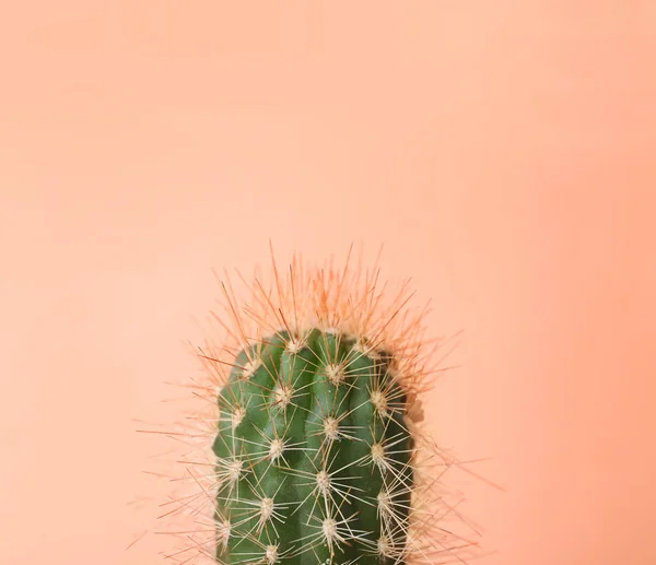 Красивый кактус на цветном фоне — стоковое фото