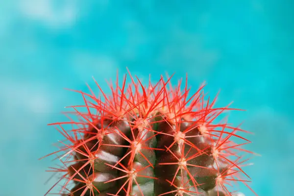Schöner Kaktus auf farbigem Hintergrund — Stockfoto