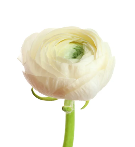 Vackra ranunculus blomma på vit bakgrund — Stockfoto