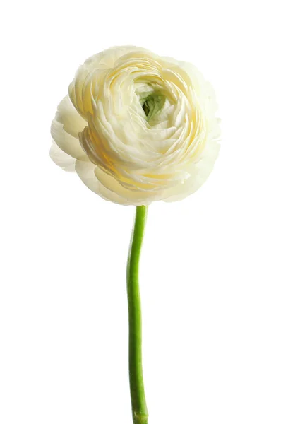 Vackra ranunculus blomma på vit bakgrund — Stockfoto