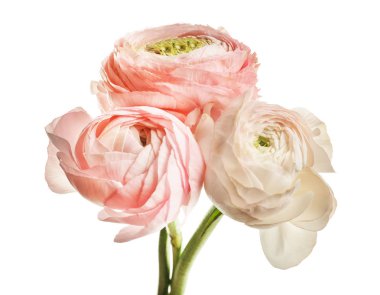 Beyaz arkaplanda güzel ranunculus çiçekleri