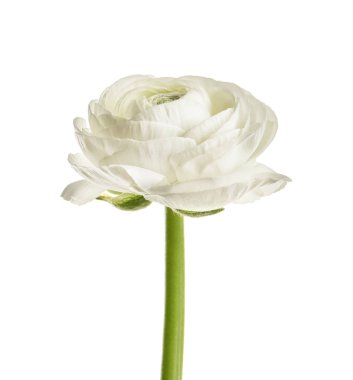 Beyaz arka plan üzerinde güzel Düğünçiçeği çiçek